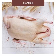 Качка ( Утка )