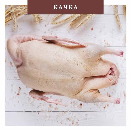 Качка ( Утка ) Качка ( Утка )
