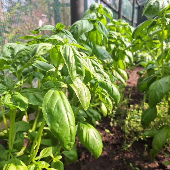 Свіжий базилік із власної грядки — основа нашої Basil salt