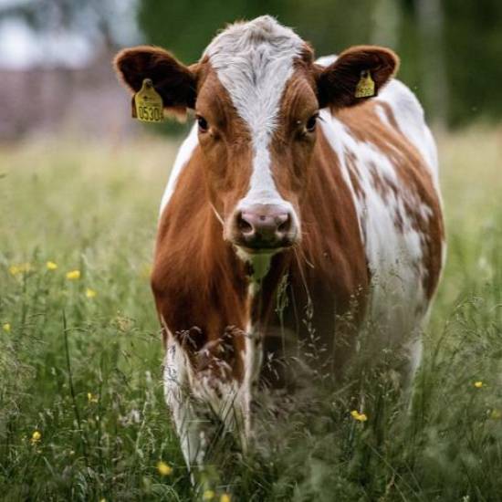 Крафтові молочні продукти в Україні: від ферми до столу